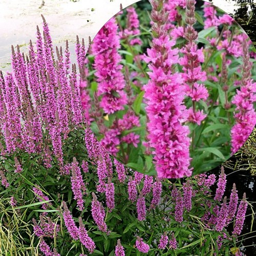 Lythrum salicaria 'Rosy Gem' - Harilik kukesaba 'Rosy Gem' P9/0,55L  